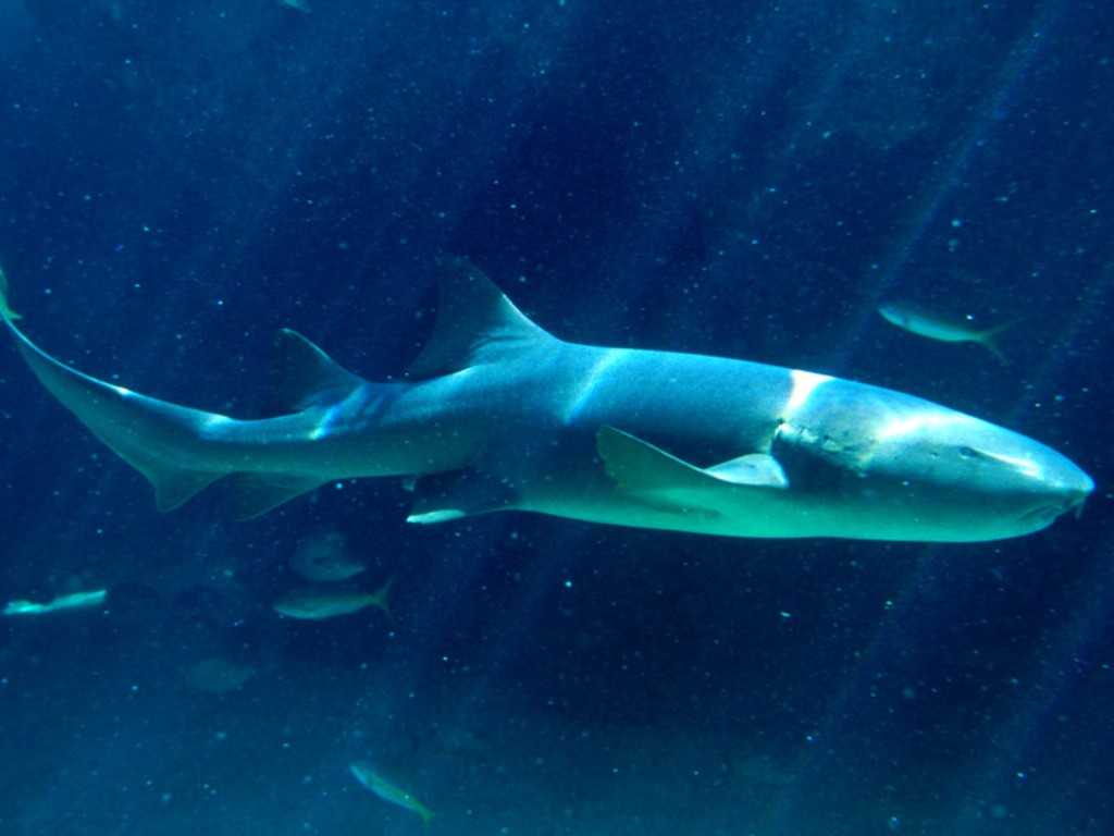 Самые красивые акулы в мире