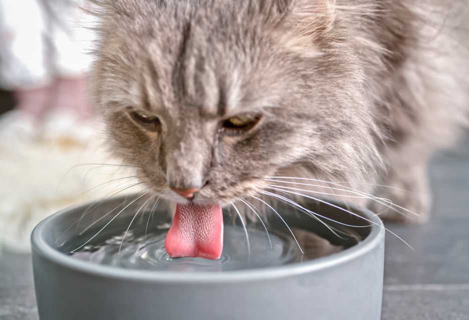 Кошка не пьет воду: что делать, почему не пьет вообще или мало, отказывается совсем от воды - блог о животных - zoo-pet.ru