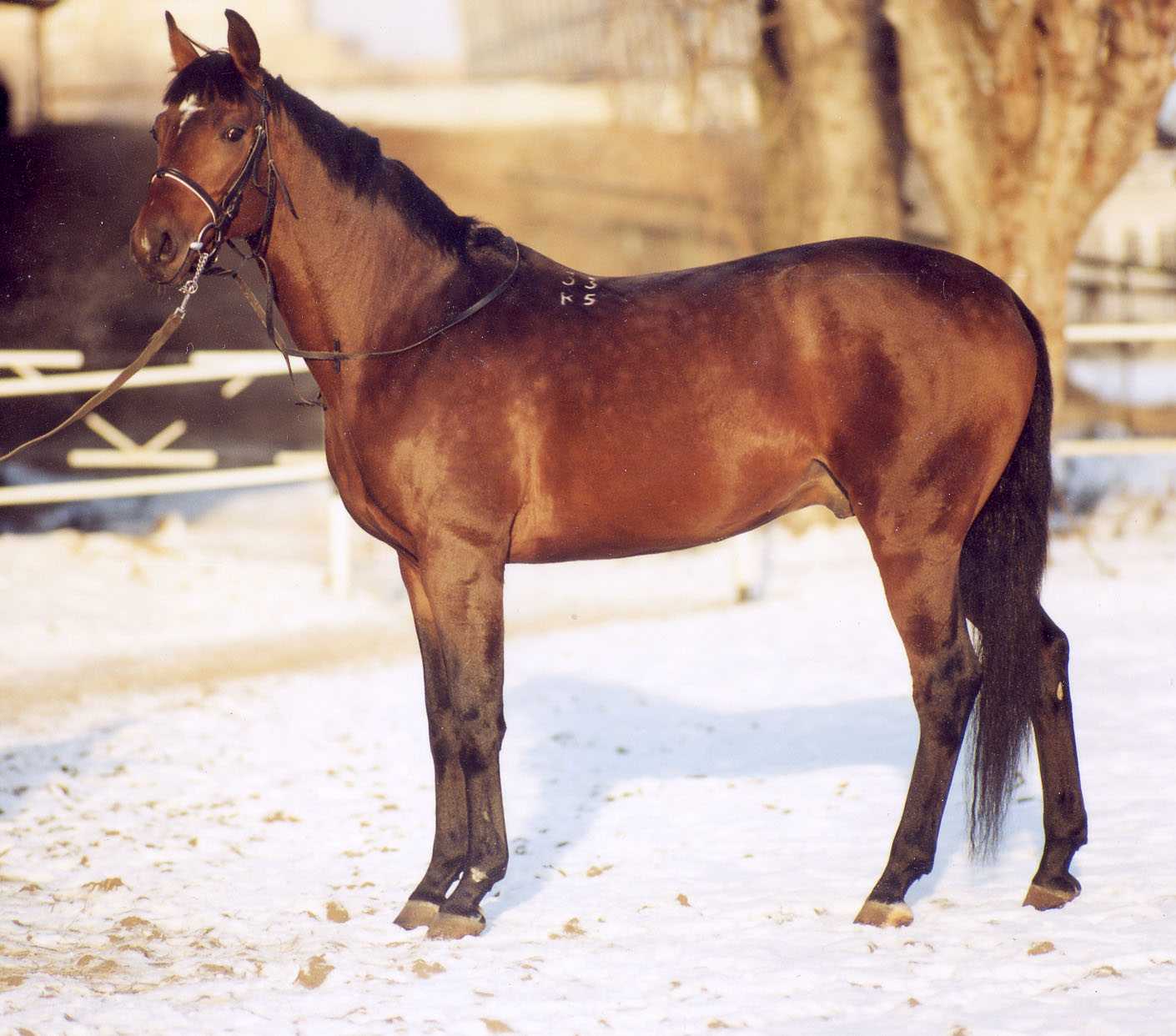 Чубарая масть лошадей – описание масти и её разновидностей