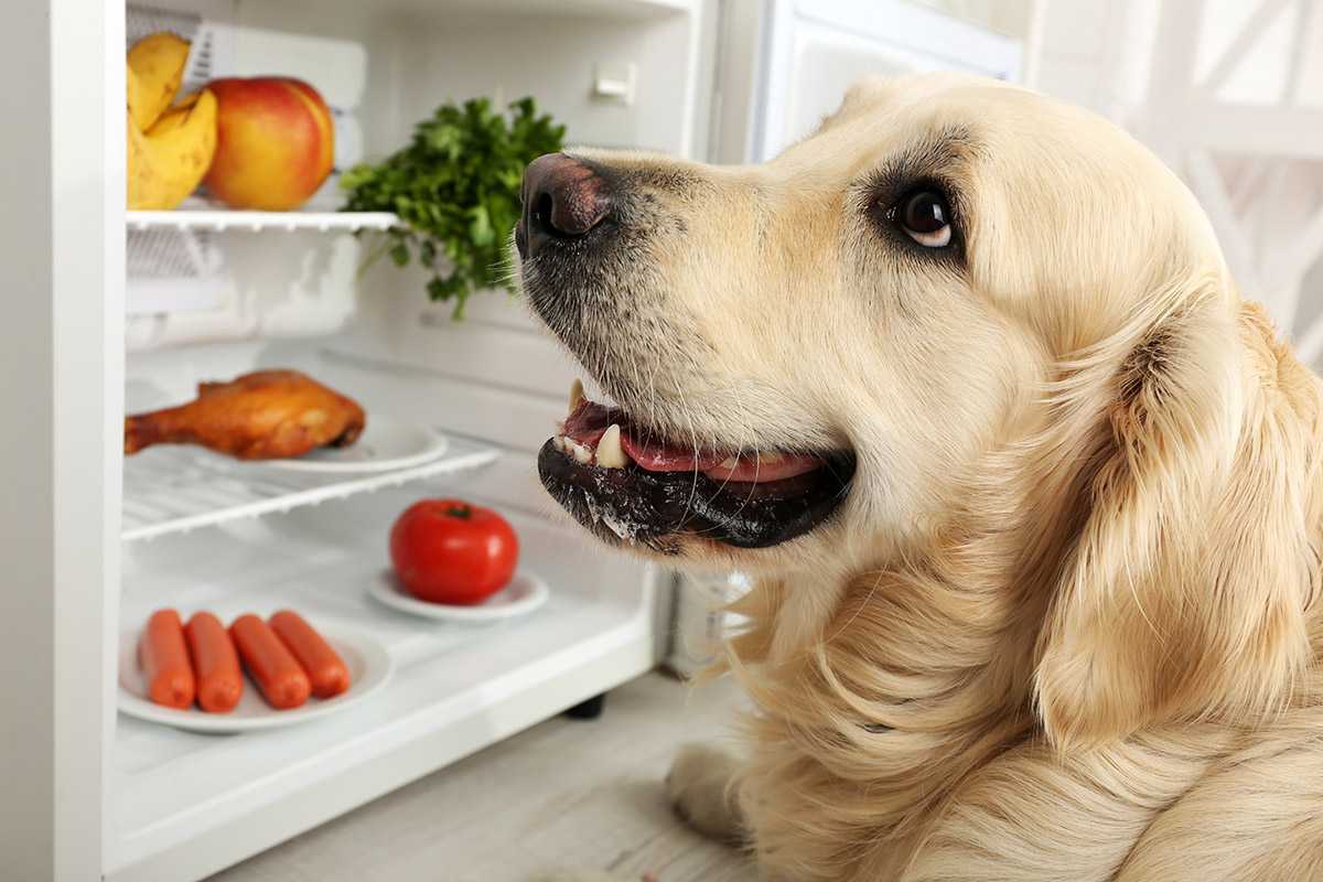 Чем кормить стерилизованную собаку?