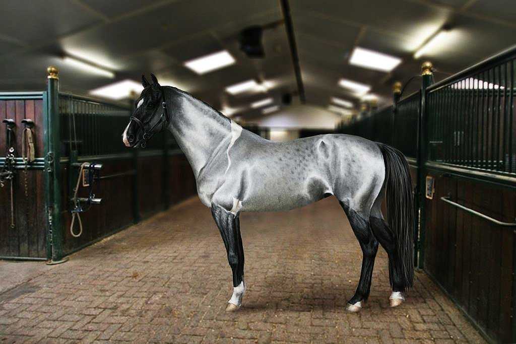 Топ-15 самых дорогих лошадей в мире