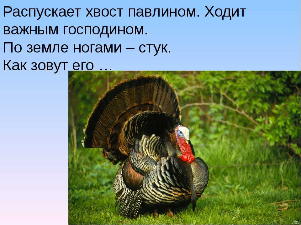 Индюк и индюшка отличия фото и описание