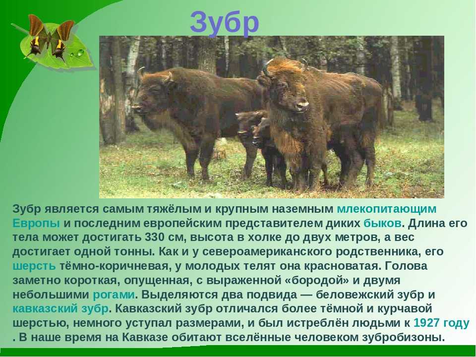 Зубр (bison bonasus): фото, виды, интересные факты