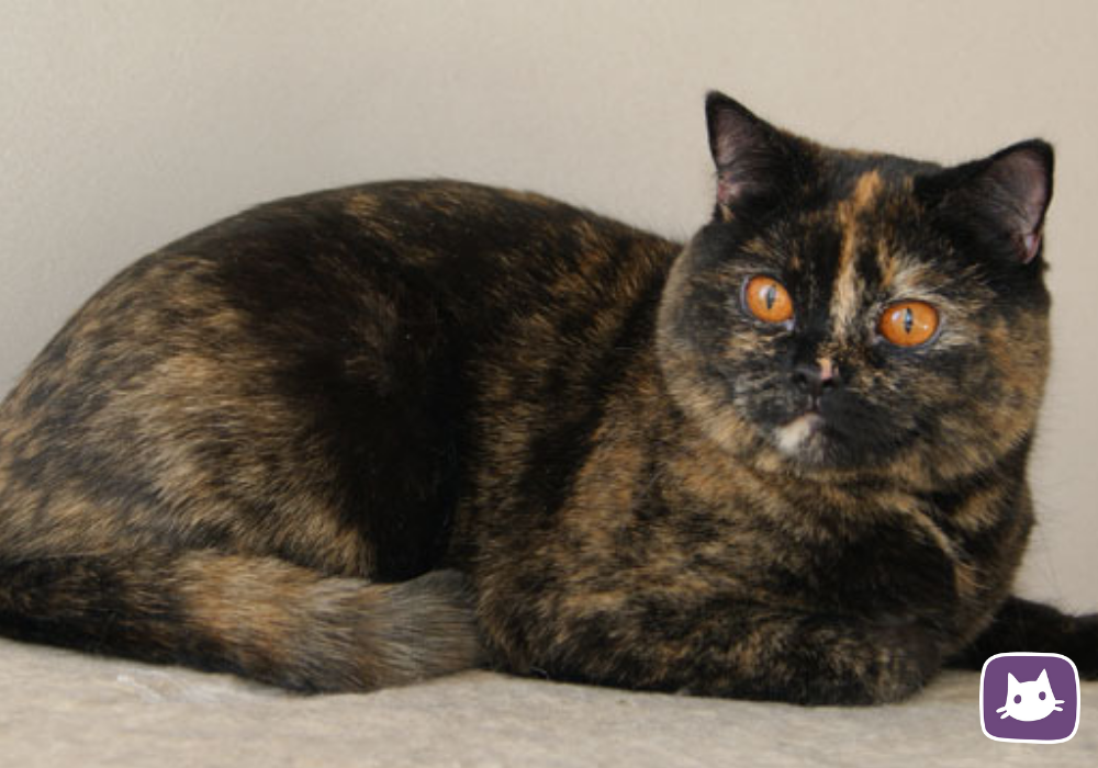 Британская черепаховая кошка. Кошка британка черепаховый окрас. Европейская короткошерстная кошка черепаховая. Британская короткошёрстная кошка черепаховая. Черепаховый цвет