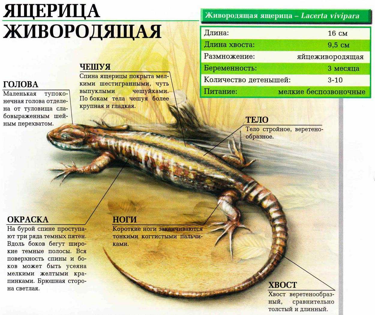 Описание прыткой обыкновенной ящерицы из красной книги
