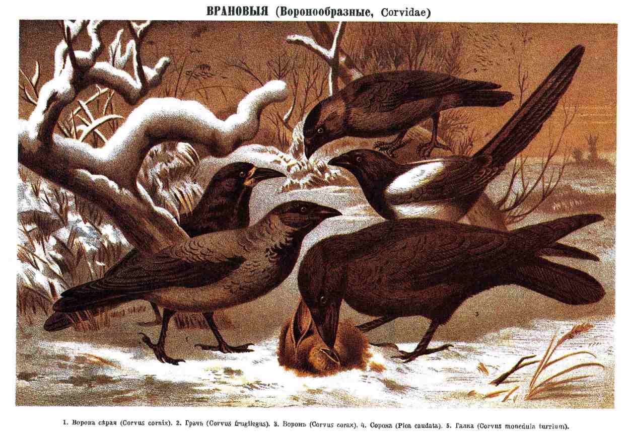 Ворона серая | мир животных и растений