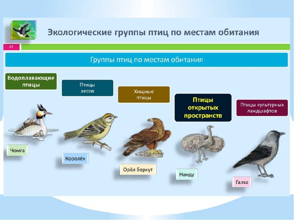 Птицы примеры. Таблица экологические группы птиц водоплавающие. Экологическая группа птицы леса. Среда обитания птиц. Представители экологических групп птиц.