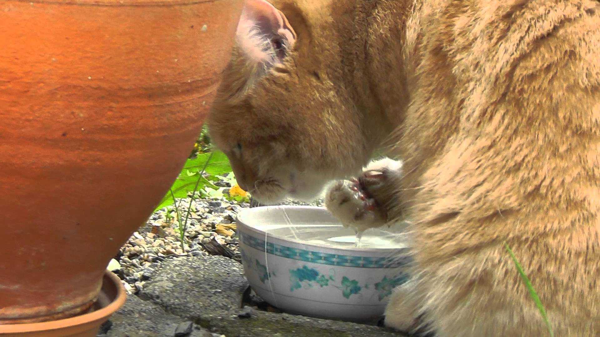 Почему кошка не пьет воду