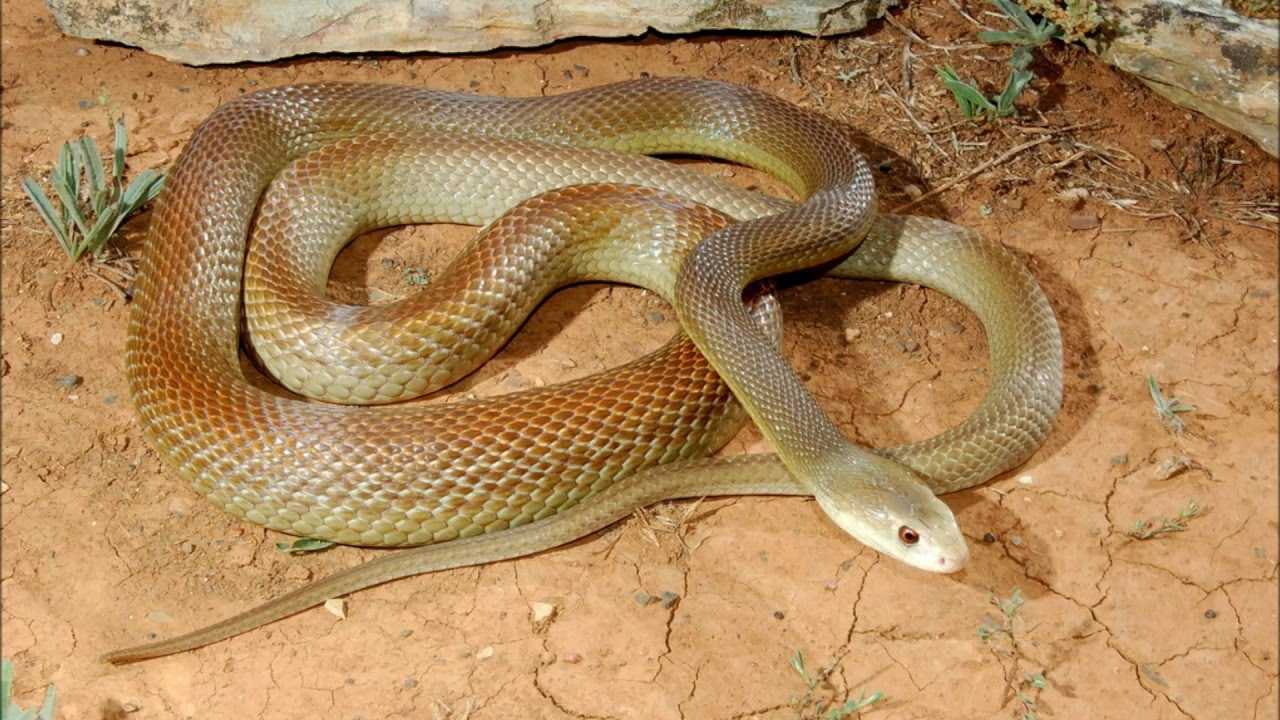 Топ 10 самые ядовитые змеи планеты - лучшие топ 10