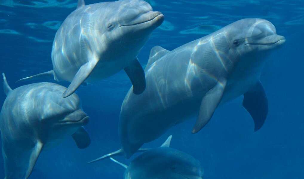 Всё о дельфинах