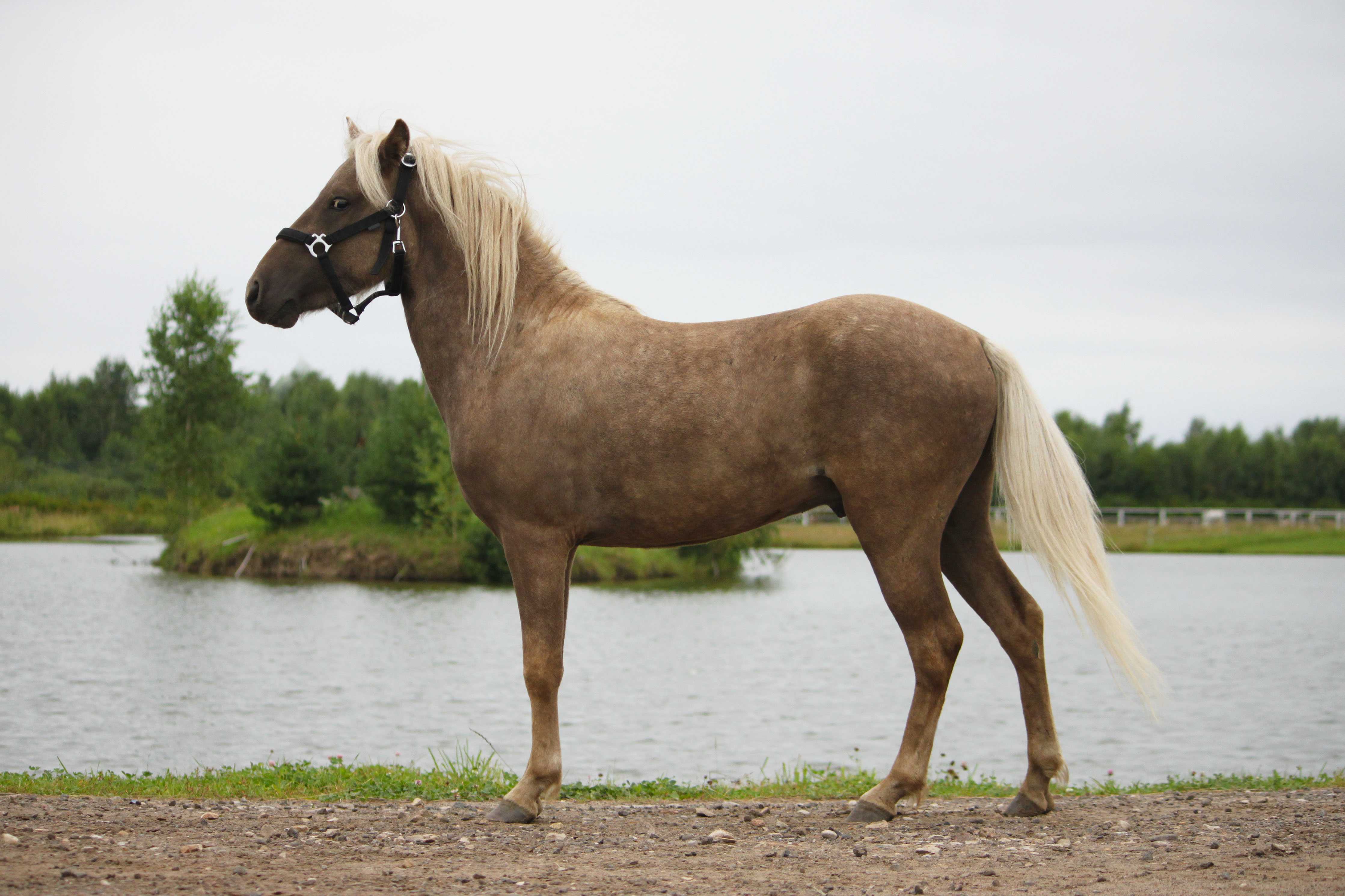 Самые дорогие лошади в мире: фото и цены редких пород коней