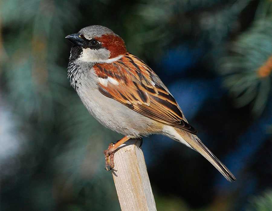 Полевой воробей: описание и образ жизни певчей пташки