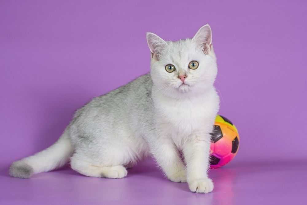 Черно-белые кошки — различные породы и особенности