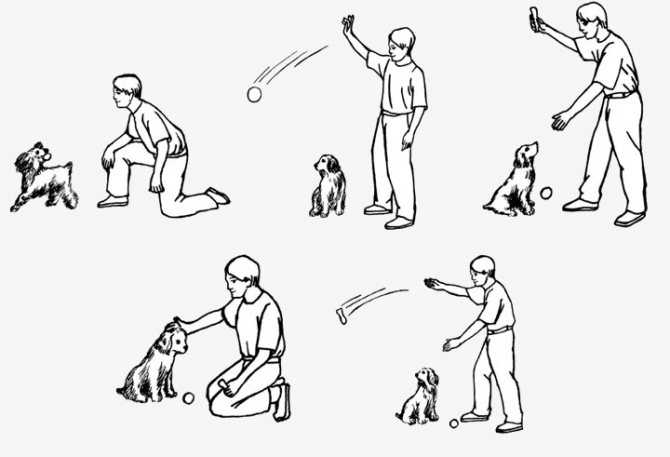 Как дрессировать собак? домашняя дрессировка собак