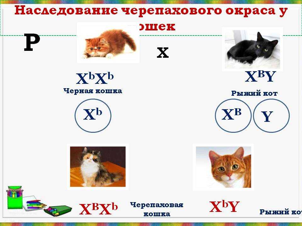 Сколько котят у рыжей кошки