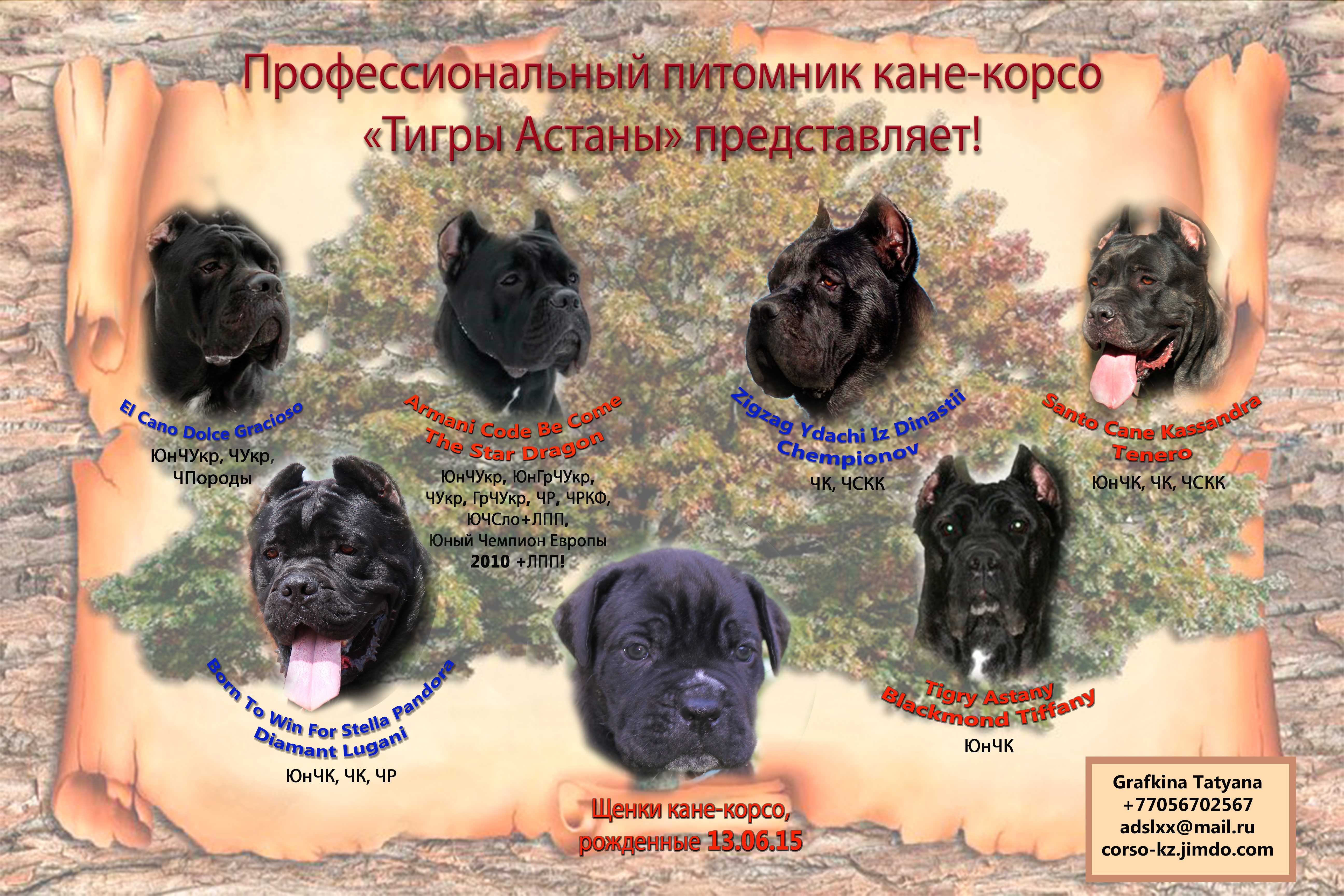 Домашние любимцы кане-корсо: описание породы собак