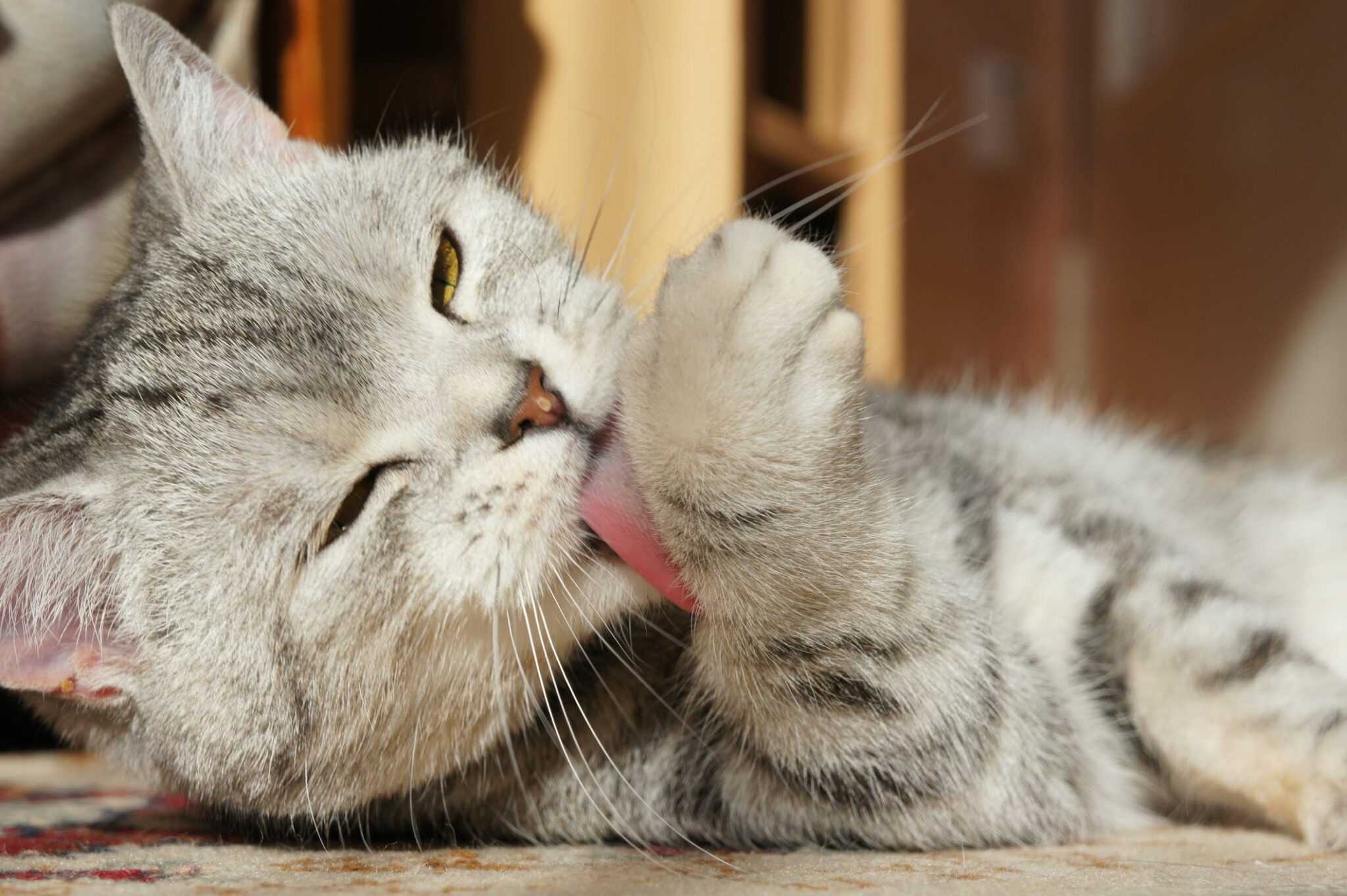 Почему кошки лижут руки хозяину и другим людям