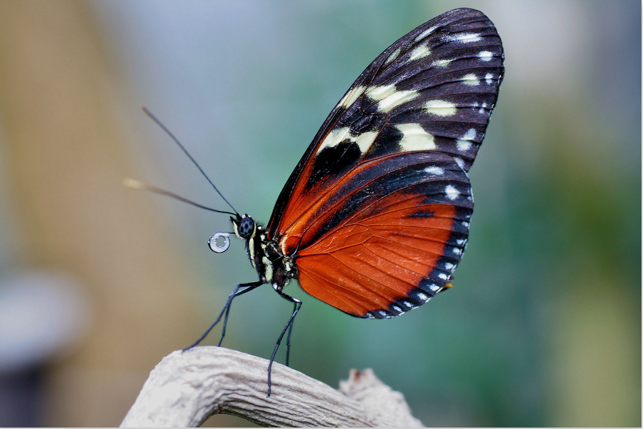 Бабочка какая признаки. БУЛАВОУСЫЕ чешуекрылые. Отряд чешуекрылые (Lepidoptera). Чешуекрылые мотыльки. Отряд чешуекрылые или бабочки.