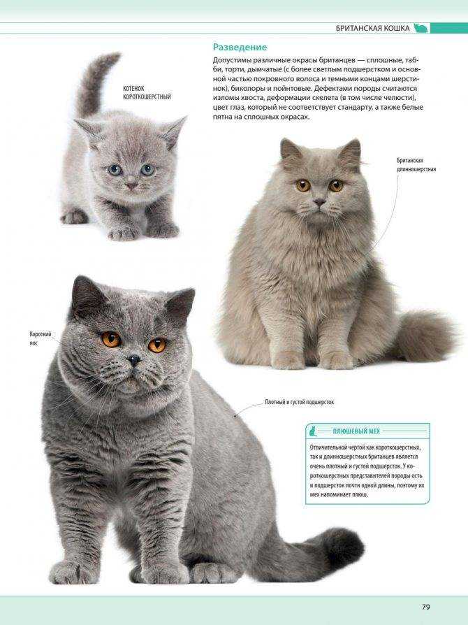 Обзор породы кошек британская короткошерстная: описание, британские котята
