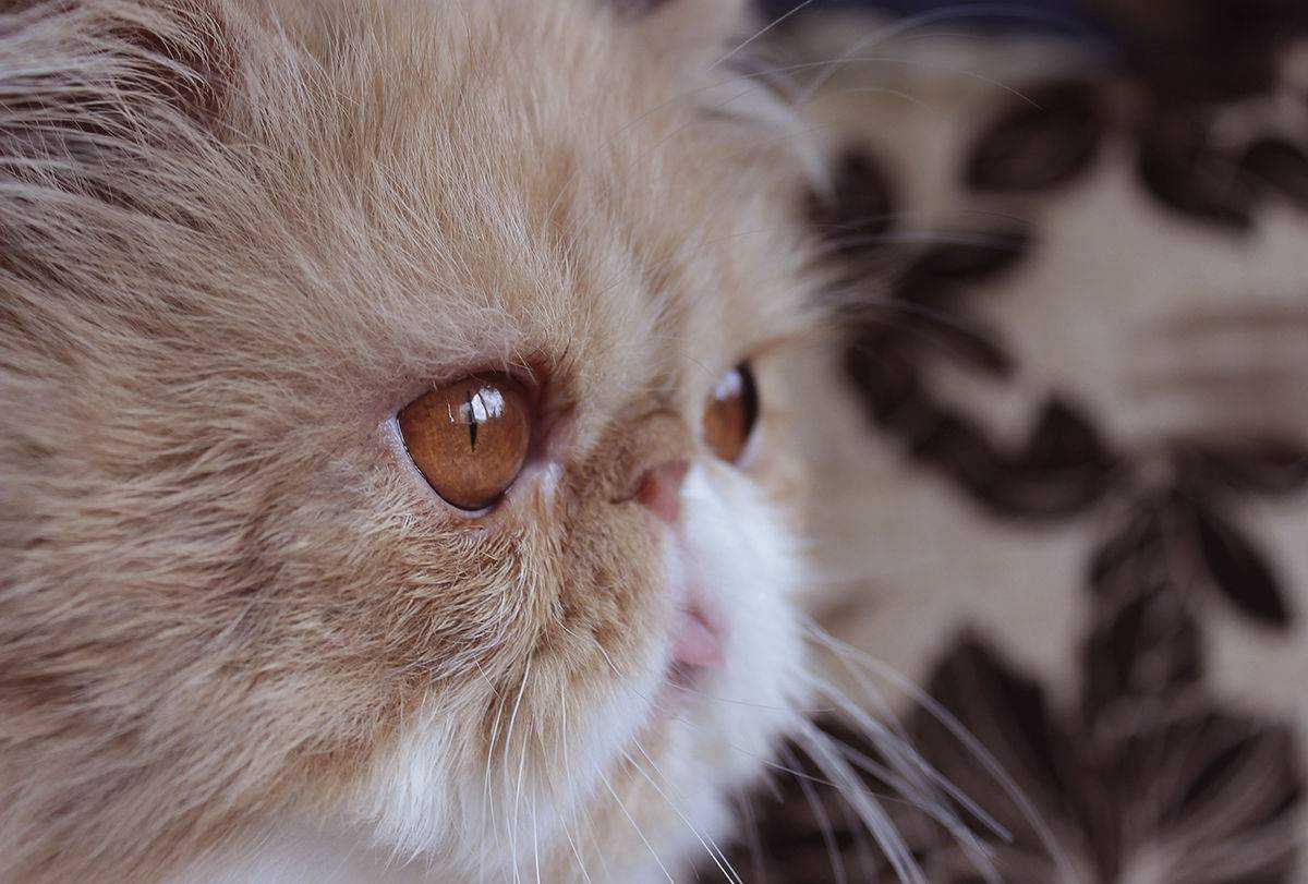 Сухой и горячий нос у кота — причины и что делать – как помочь кошке или котёнку