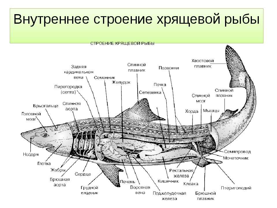 Какой буквой обозначена на рисунке одна из наиболее древних ныне живущих рыб