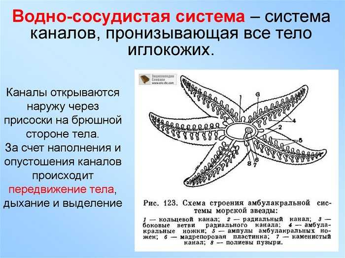 Иглокожие Echinodermata