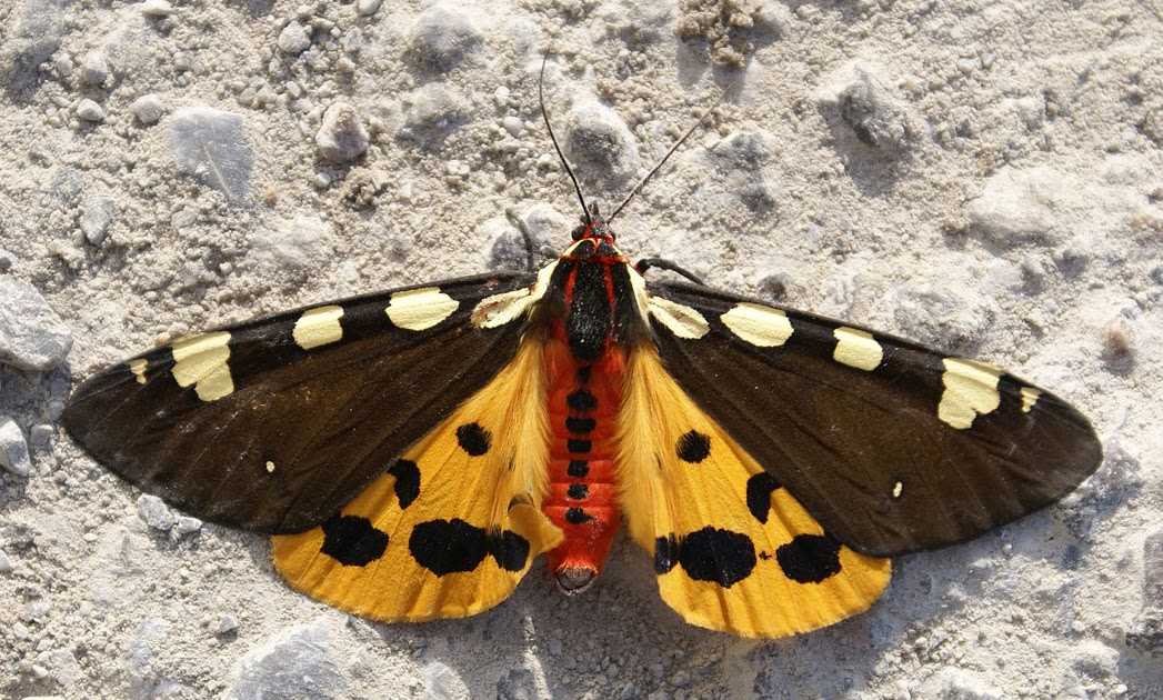 Капустница бабочка. образ жизни и среда обитания капустницы