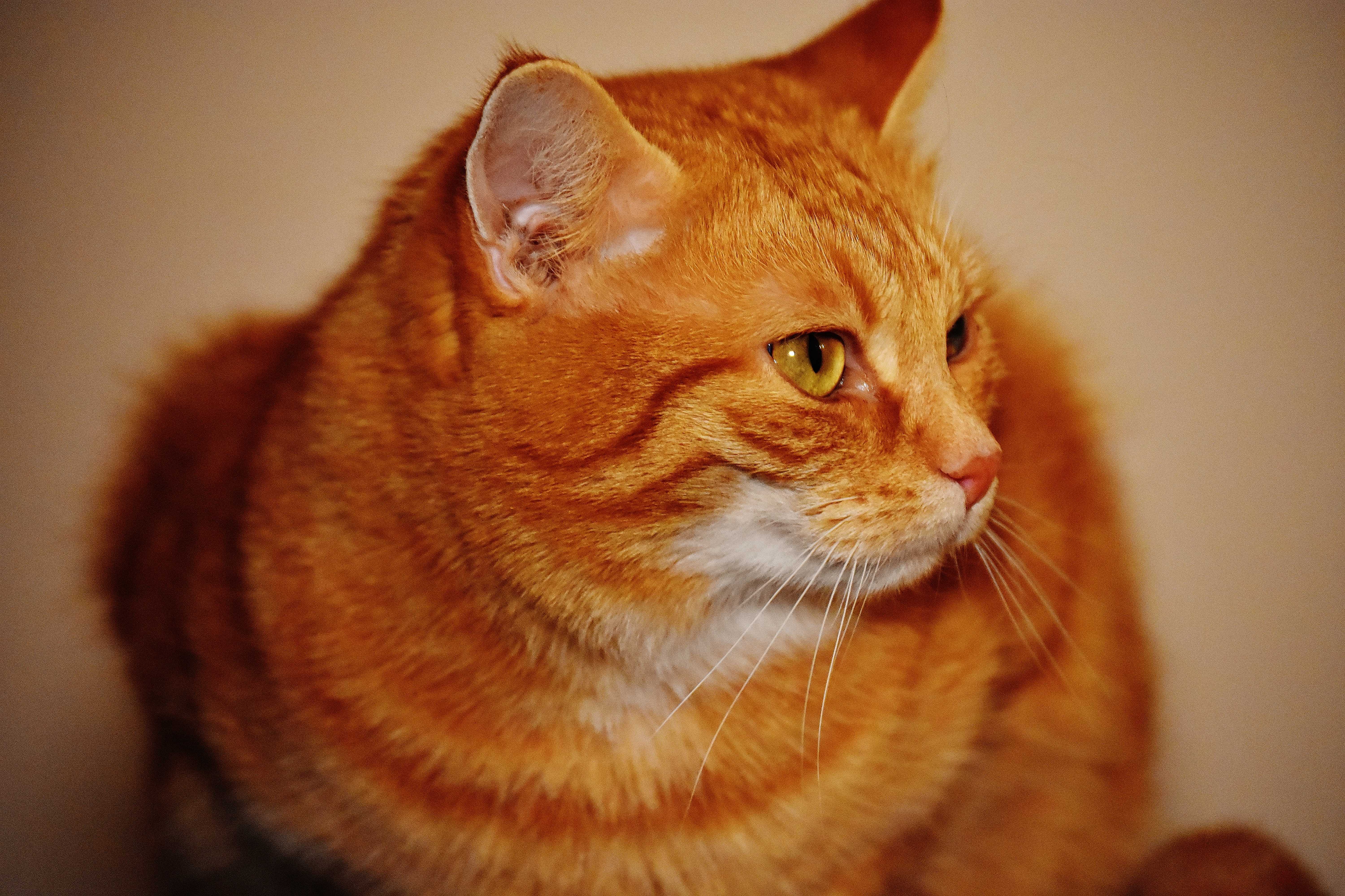 Породы рыжих котов с фотографиями и названиями короткошерстная