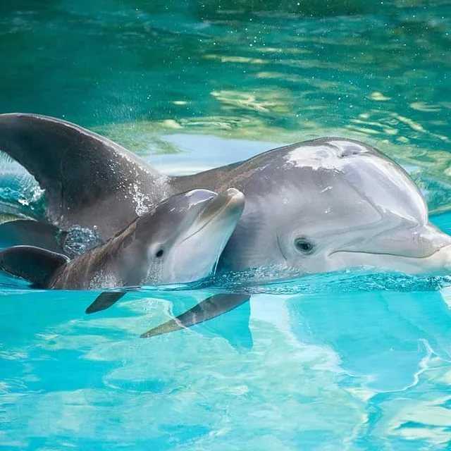 Дельфины – не рыбы и другие интересные факты об этих китообразных