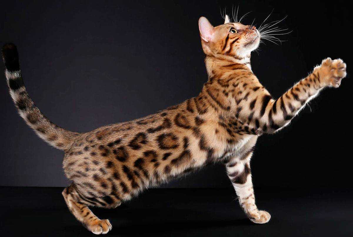 Бенгальская кошка: фото, описание породы, характер, сколько стоит, характеристика, размеры и вес, рост, окрас, разведение, содержание и уход
