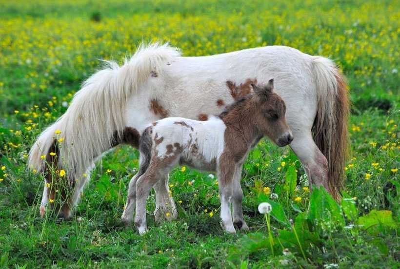 ᐉ будённовская порода лошадей: характеристика, типы, использование - zooon.ru