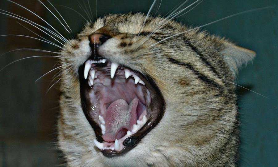Когда у кошки выпадают молочные зубы