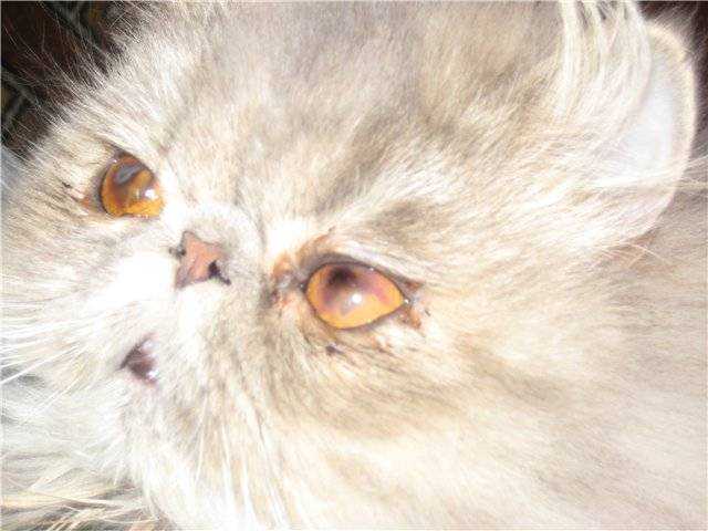 Почему у кошки или кота гноятся глаза?