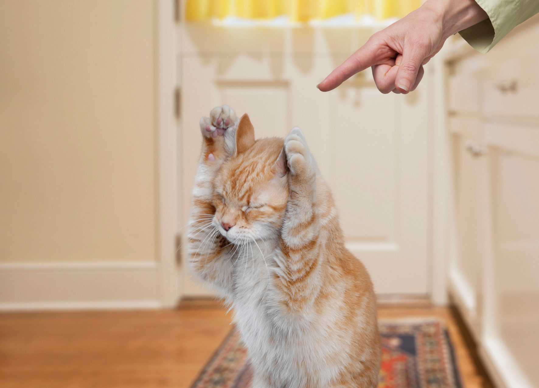 Как отучить котёнка кусаться и царапаться: что делать, меры