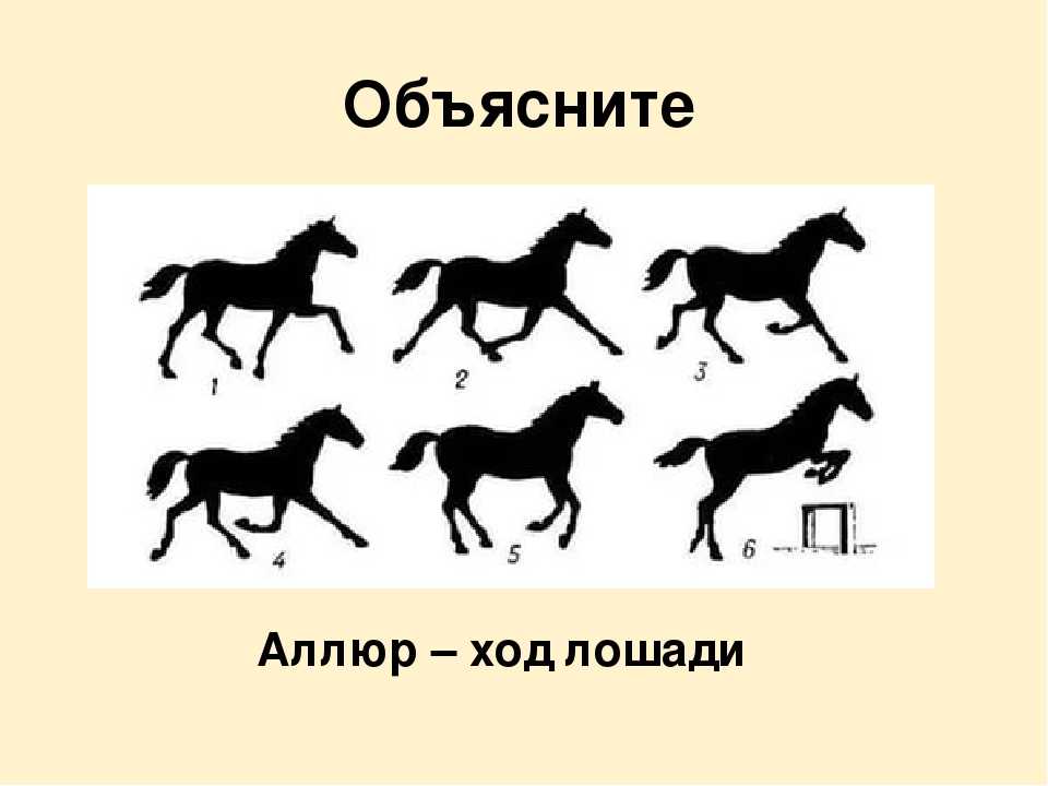Виды и описание искусственных аллюров лошадей