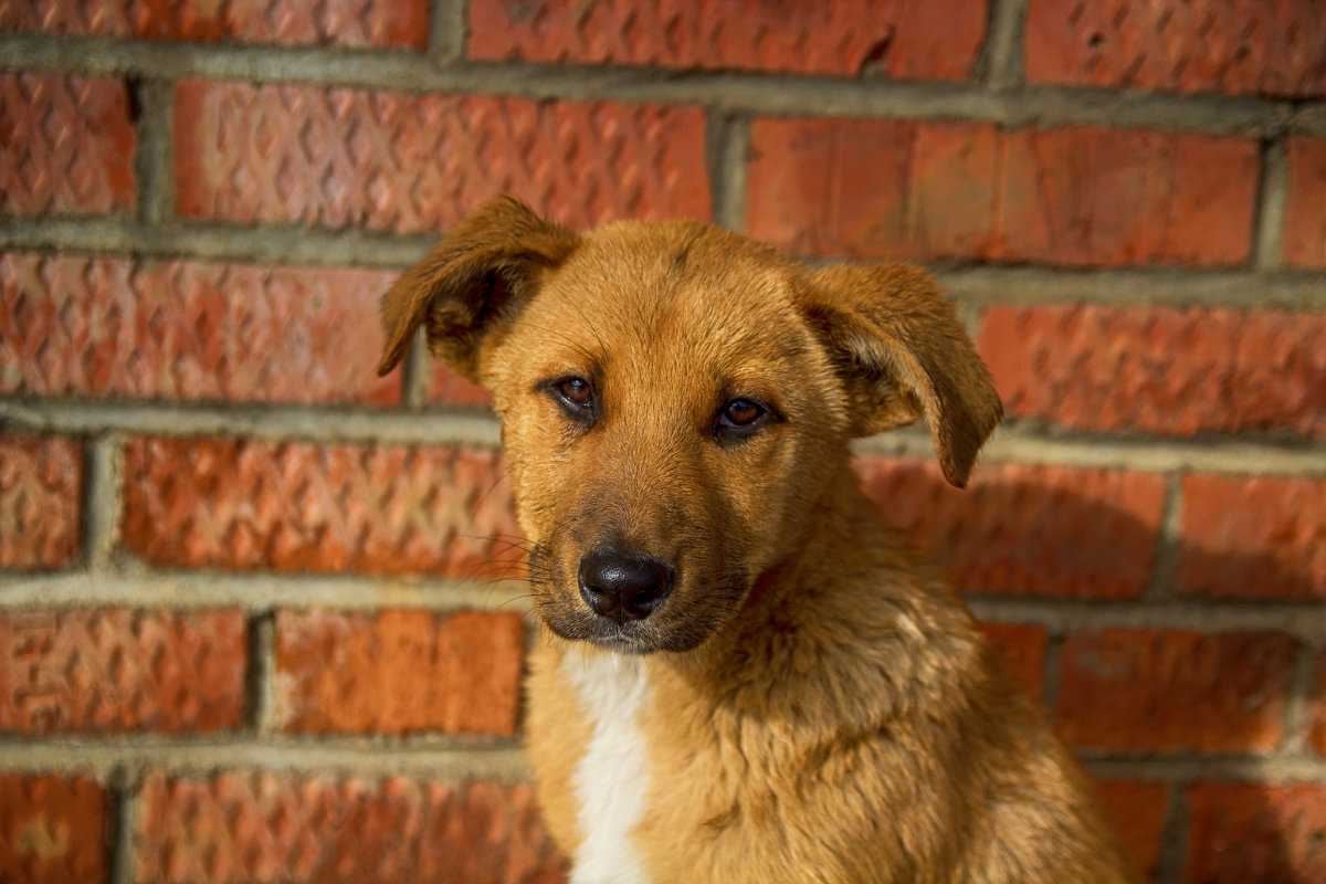 Собака дворняжка — все о беспородных дворнягах и их щенках, фото, отзывы