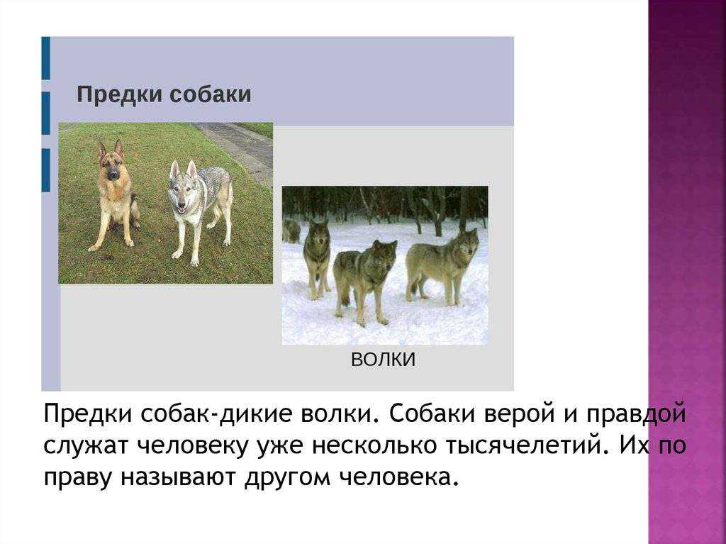 Список пород собак, похожих на волков