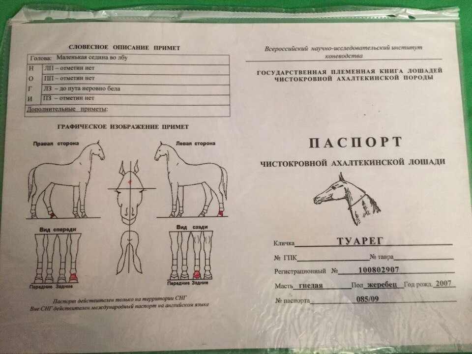 Ветеринарно-санитарный паспорт лошади