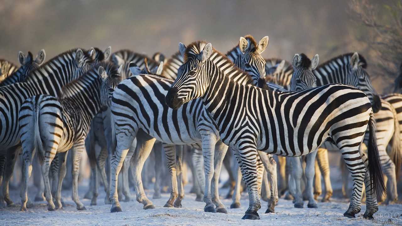 Зебра животное. описание, особенности, виды, образ жизни и среда обитания зебры | живность.ру