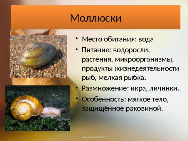 Конспект "тип моллюски" - учительpro