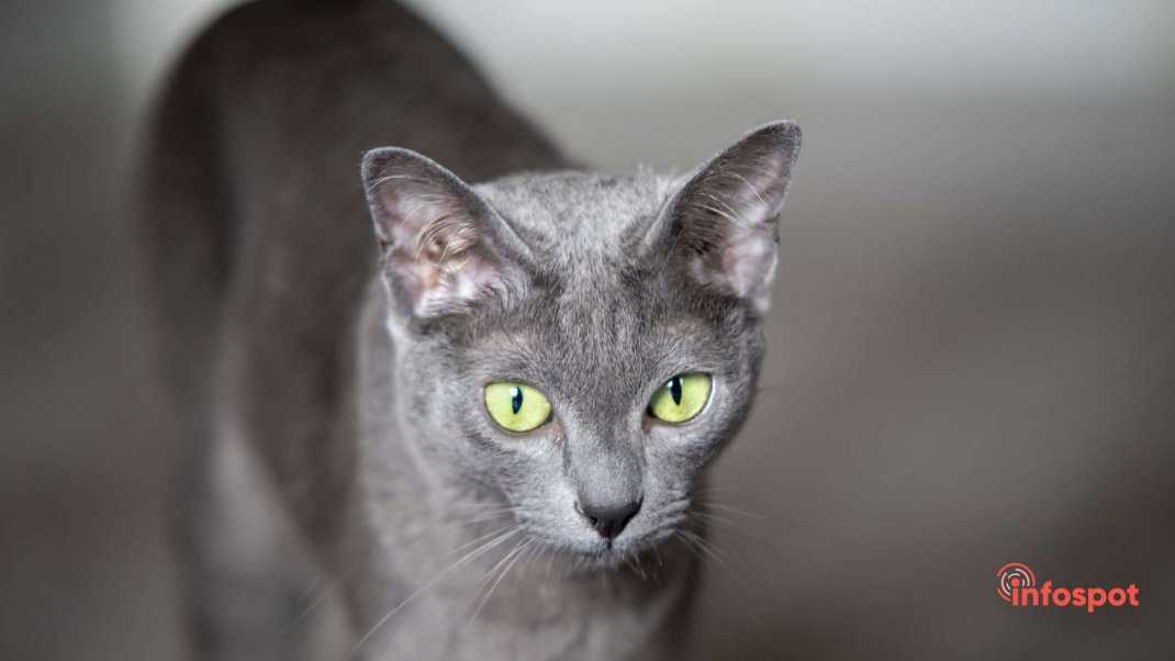 Кошка корат – загадочный тайский гость - мир кошек