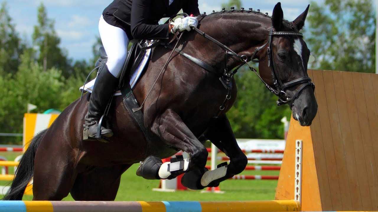 Конный спорт: виды соревнований и препятствий для лошадей