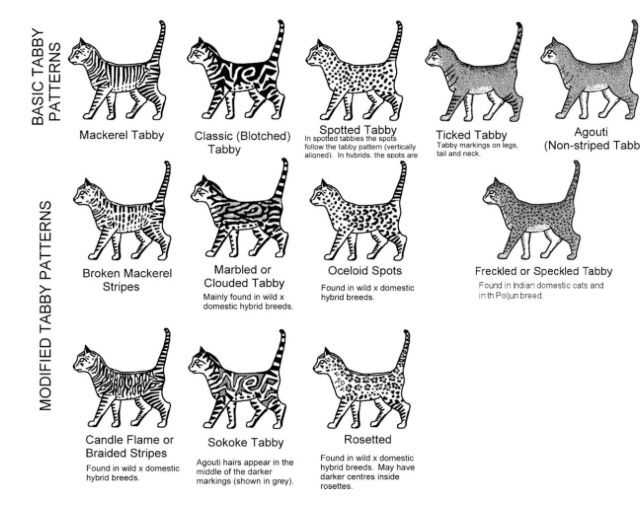 Окрас табби у кошек шотландской породы, вислоухой, британской короткошерстной, сибирской, тайской с фото: мраморный, серебристый, пойнт, браун, пятнистый, тигровый, черный, голубой | medeponim.ru
