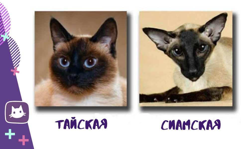 Чем отличается кота. Сиамская порода и тайская кошка отличия. Тайский кот и сиамский кот. Сиамская кошка и тайская ориентала. Сиамская и тайская кошка разница.