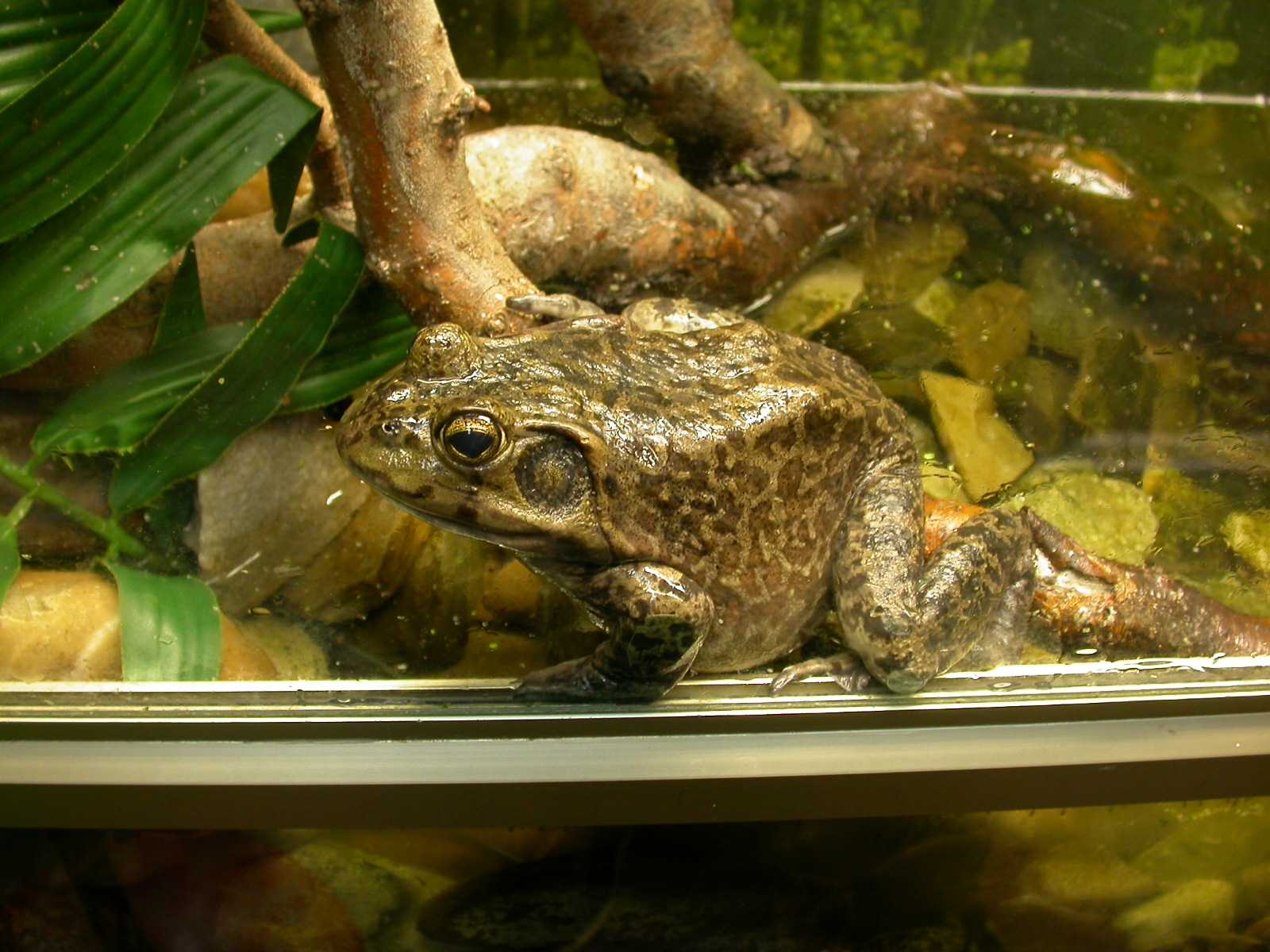 Каким должен быть террариум для наземных видов лягушек Какой тип террариумов подходит для лягушек и жаб, живущих в более сухом климате