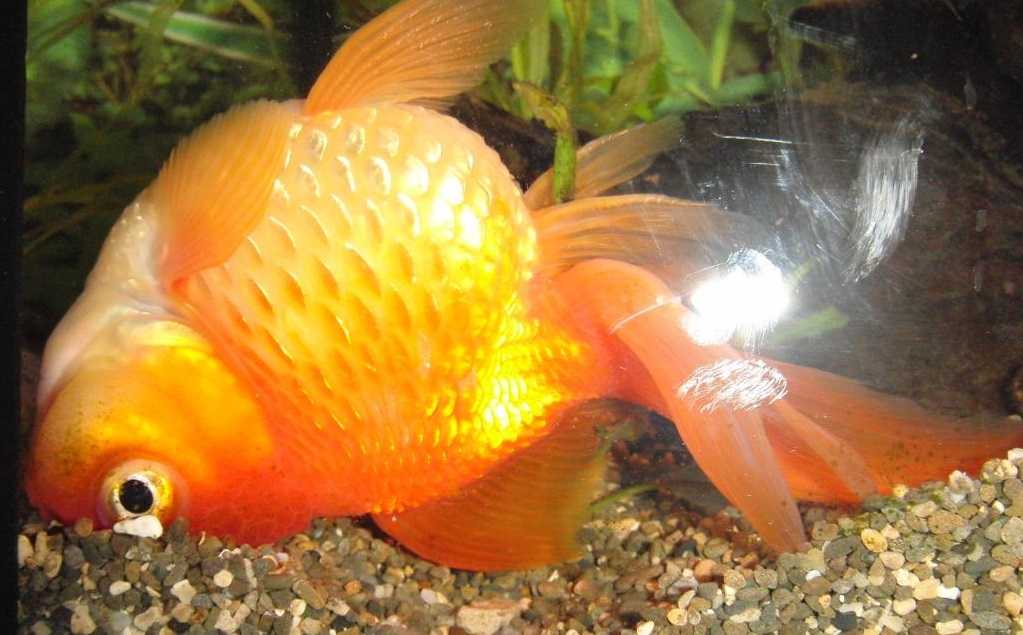 Золотая рыбка плавает сверху. золотая рыбка всплывает к поверхности воды — что делать