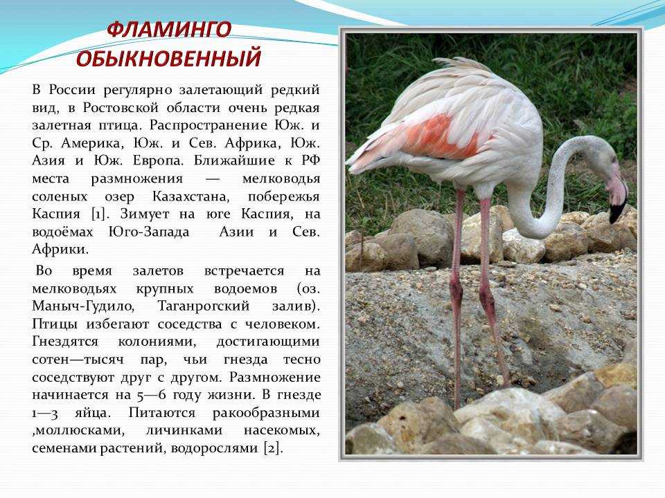 Фламинго. среда обитания и образ жизни фламинго