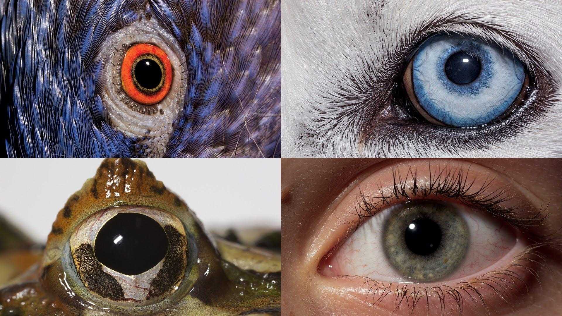 Глаза сравнение. Глаза разных животных. Зрение различных животных. Необычные глаза животных. Зрение человека и животных.