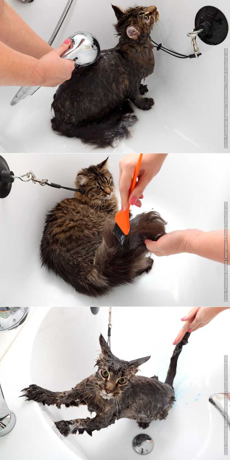 Моем кошку правильно. Приспособление для мытья кошек. Помытая кошка. Мытье кошки. Приспособы для мытья кота.