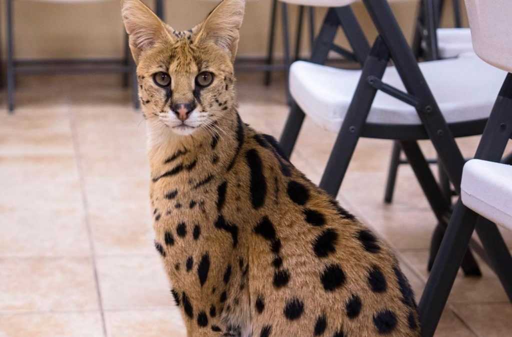 Саванна кошка — описание породы, характер, особенности